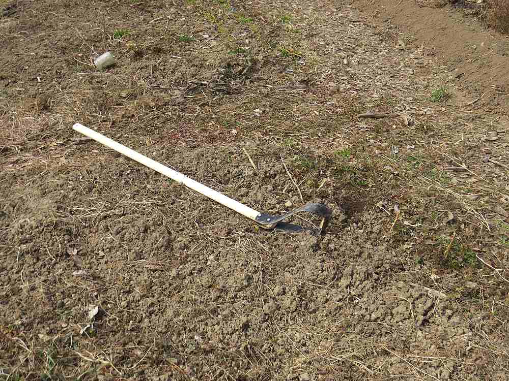 Ploskořez - Čáp černý